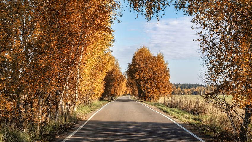 Road Between Colorful Trees Grass Field Under White Clouds Blue Sky Nature HD wallpaper