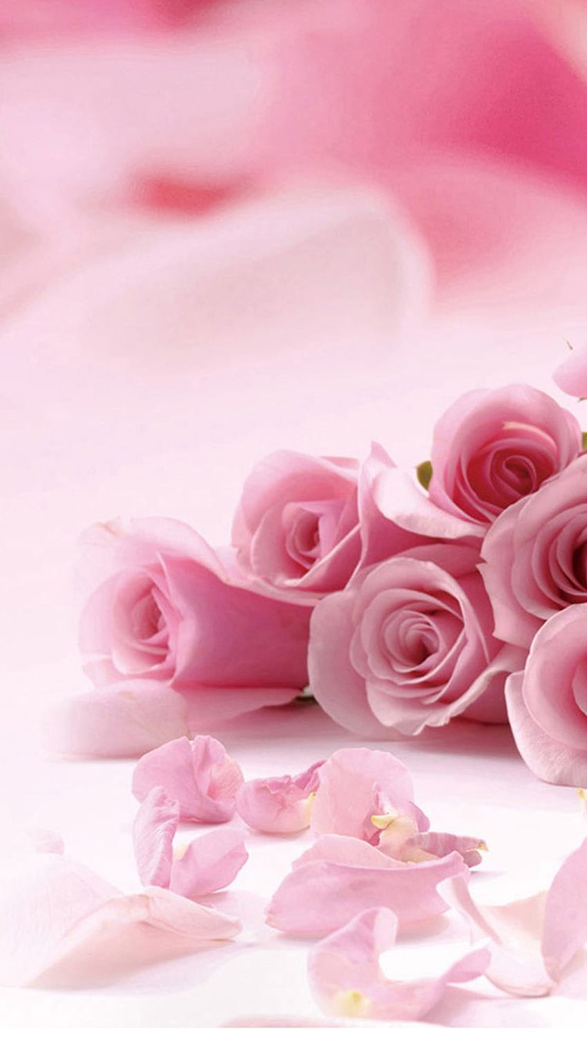 Pink Roses Flower Petals iPhone 6 - HD phone wallpaper