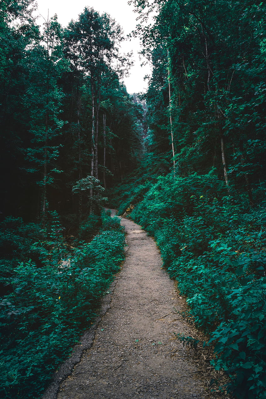Natura, Drzewa, Las, Ścieżka Tapeta na telefon HD