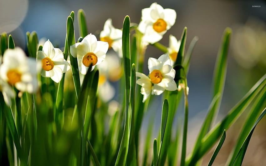 White and orange daffodils - Flower HD wallpaper | Pxfuel