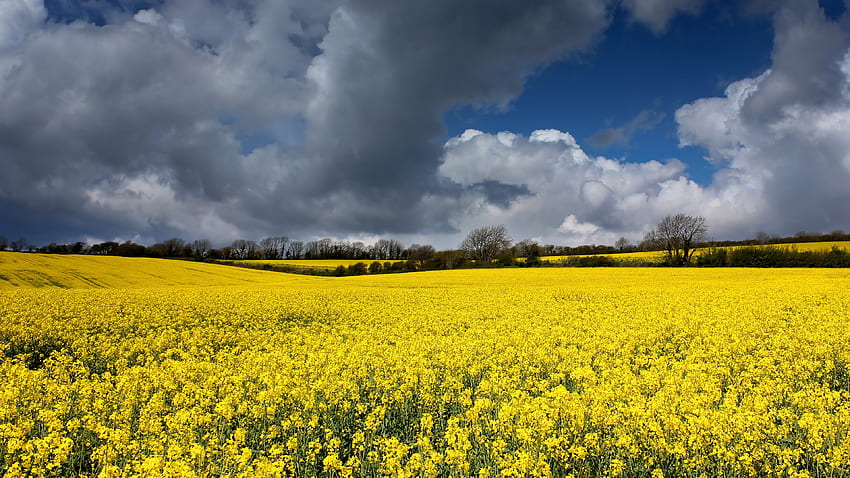 Красиви жълти цветя от рапица, полски дървета под бели облаци, синьо небе през деня, природа HD тапет