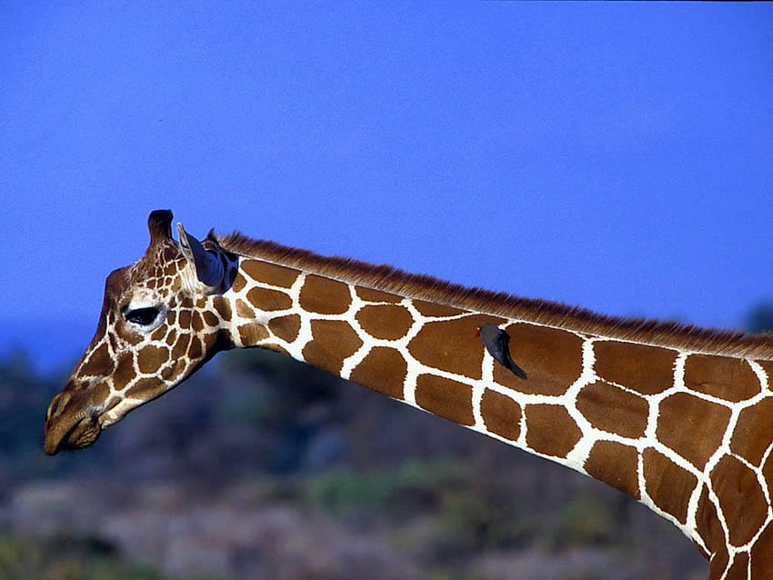 Giraf, Himmel, wildes Leben HD-Hintergrundbild