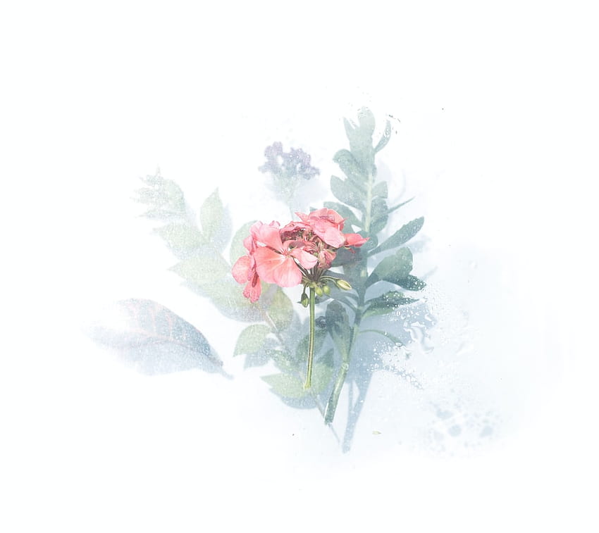 Zeichnungsblume, einzelne Blumenzeichnung HD-Hintergrundbild