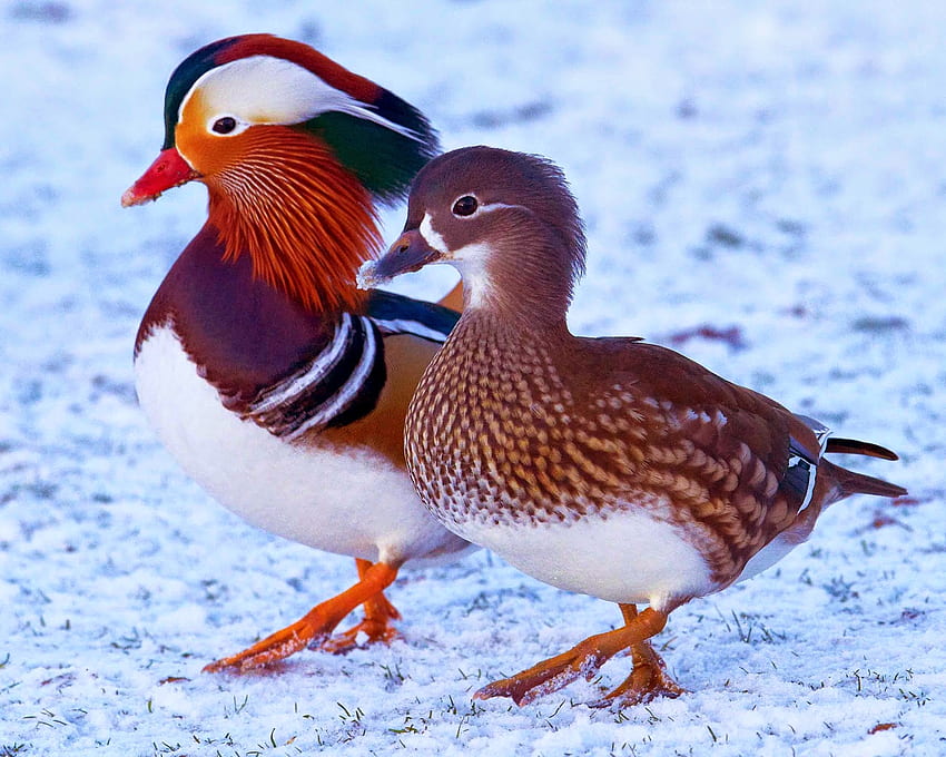 Male and Female Mandarin Duck and Background HD wallpaper