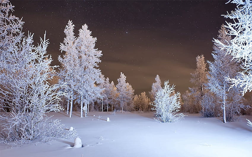 Kış, Doğa, Kar, Orman HD duvar kağıdı