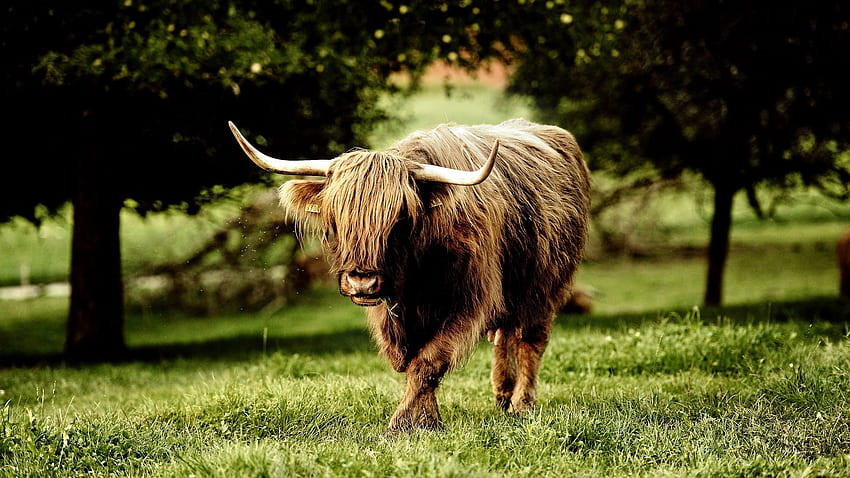 Animals, Grass, Stroll, Buffalo, Horns, Bull HD wallpaper