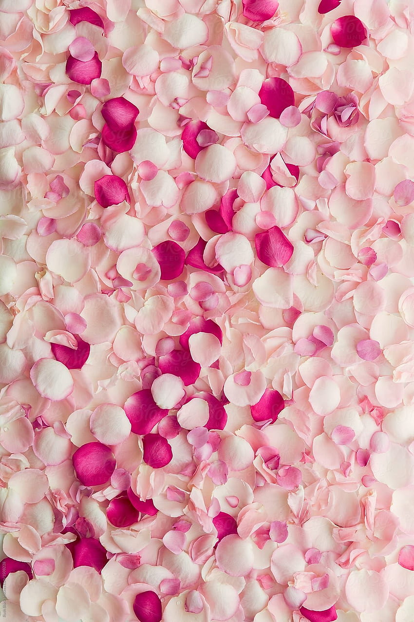 Płatek róży Tło w wysokiej rozdzielczości autorstwa Ruth Black From Stock. Różowe kwiaty, kwiaty czarne tło, telefon kwiatowy, płatki róż Tapeta na telefon HD