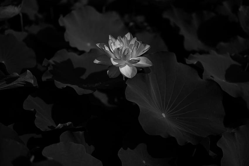 Flowers, Lotus, Flower, Dark, Bw, Chb, Water Lily HD wallpaper