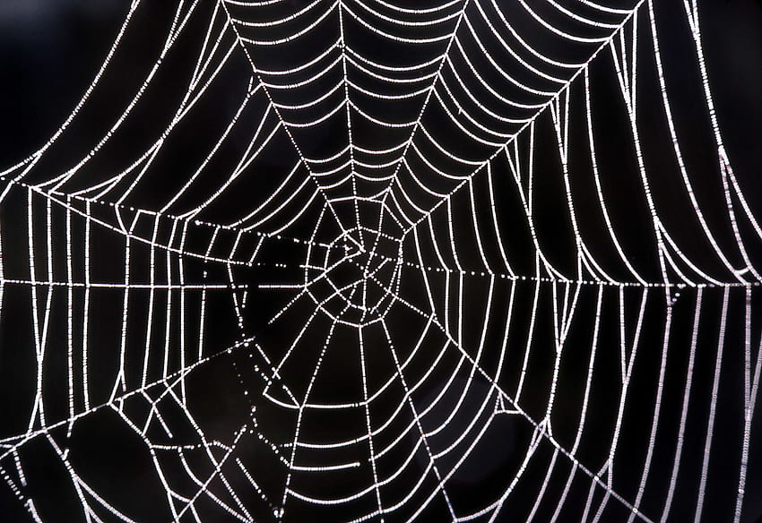 Spider Web Background, Cartoon Spider Web HD wallpaper | Pxfuel