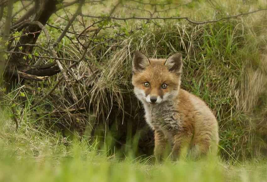 Fox, Cub, Foxes / and Mobile Background HD wallpaper | Pxfuel