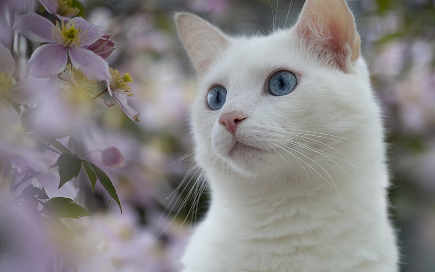 Gato branco -, fundo de gato branco em morcego, olhos azuis de gato branco papel de parede HD