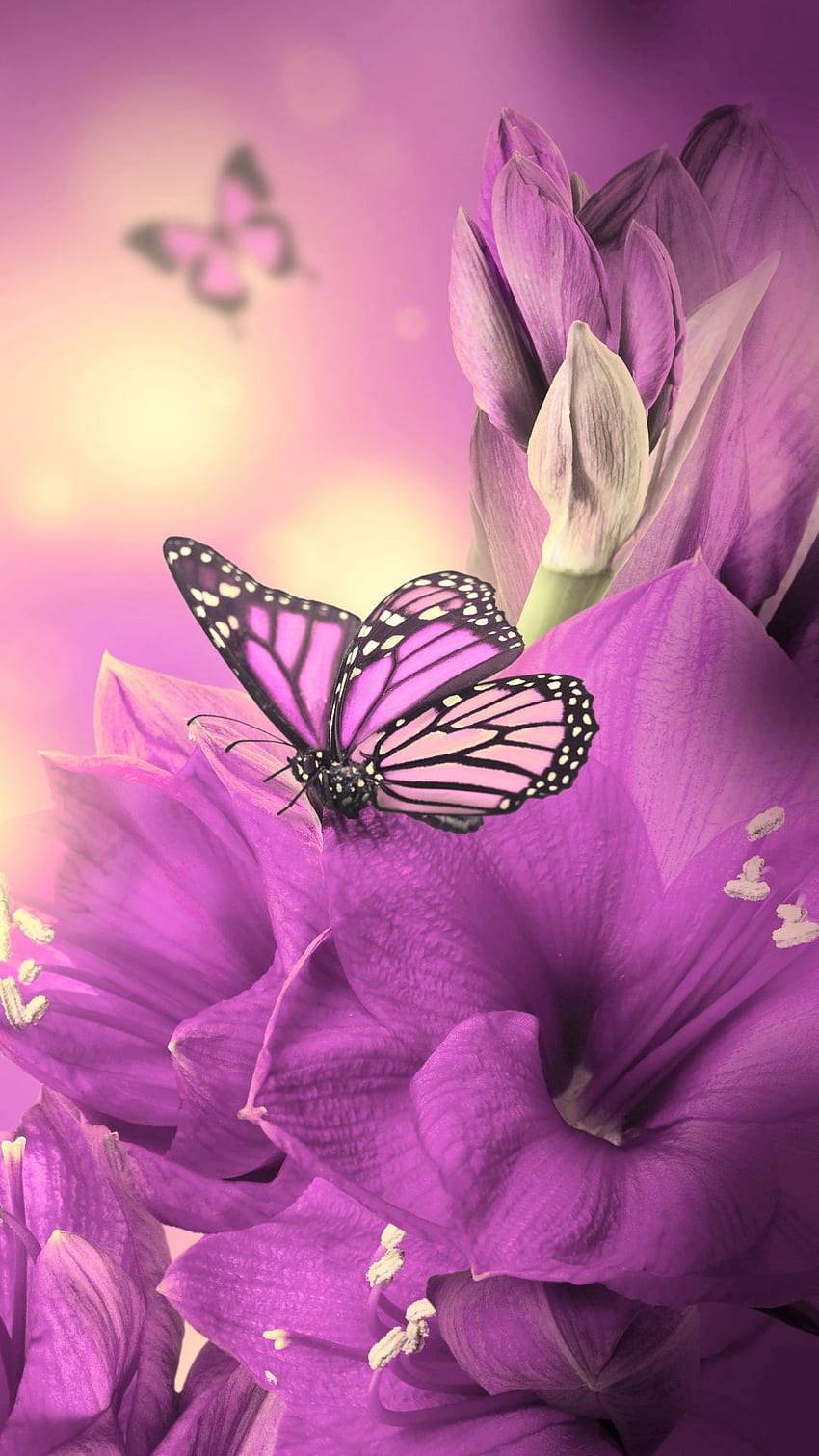 iPhone 8 de la mariposa púrpura de Primula. iPhone fondo de pantalla del teléfono