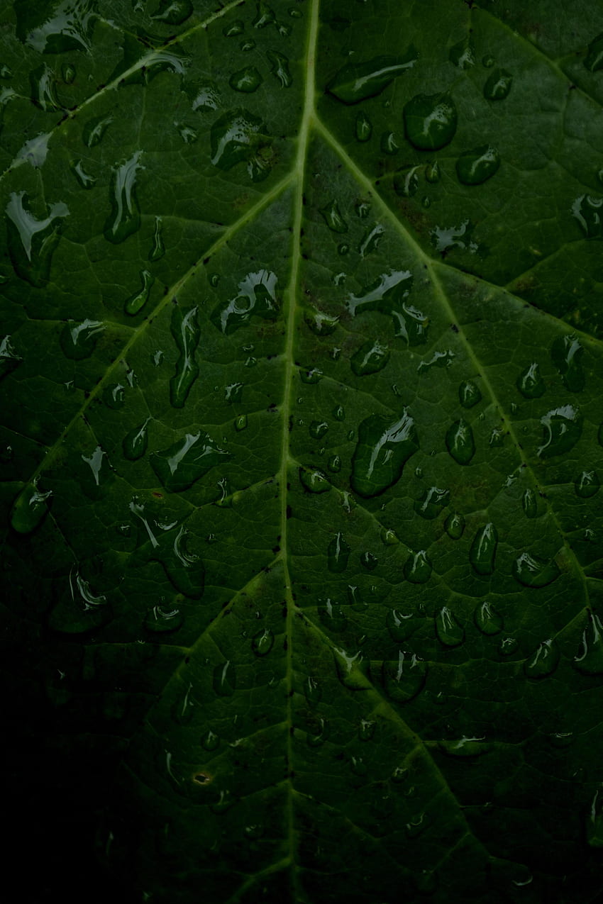 Water, Drops, Macro, Sheet, Leaf, Veins HD phone wallpaper