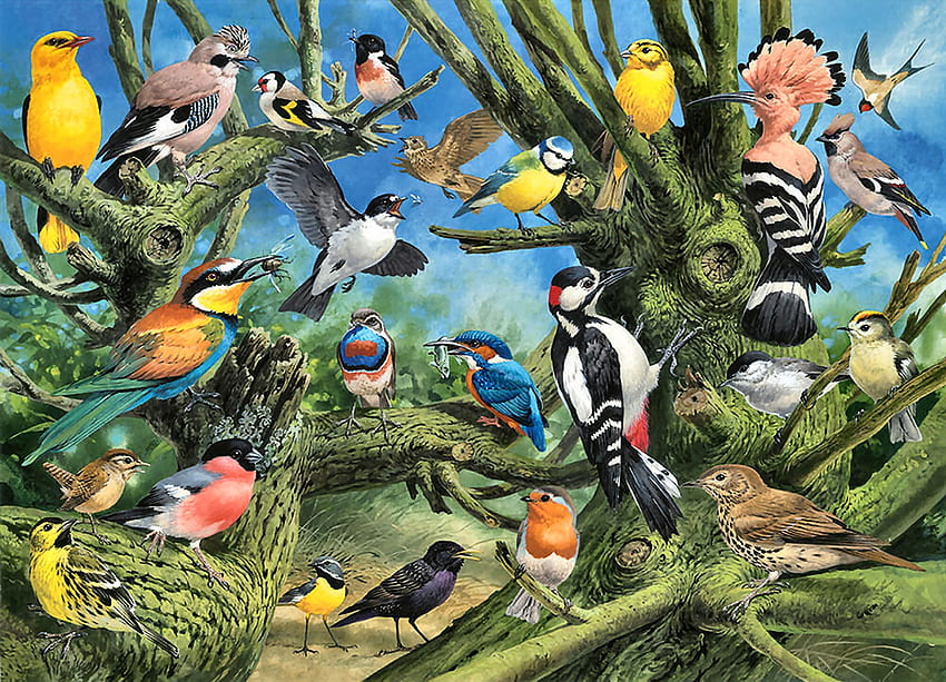 Garden Birds FC, animale, uccello, arte, towhee, bellissimo, cedro waxwing, illustrazione, aviaria, opera d'arte, schermo panoramico, fauna selvatica, pittura, scricciolo, prato allodola, rondone Sfondo HD