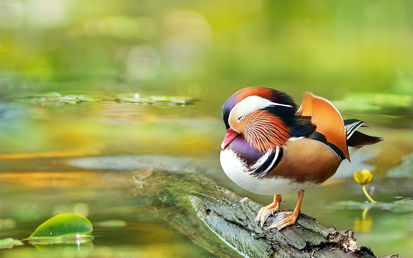 Mandarin duck, rest, water HD wallpaper