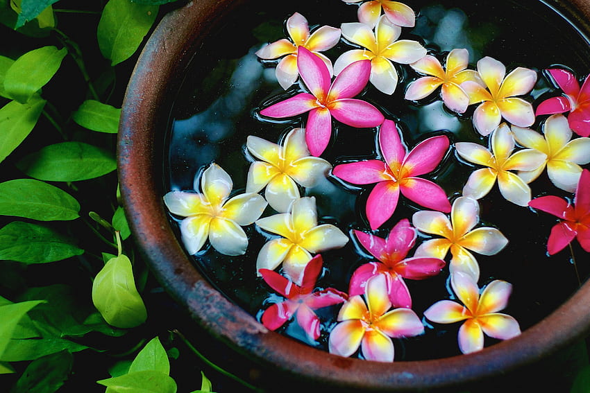 rośliny, kwiaty, plumeria, doniczka / i mobilne tło, frangipani Tapeta HD