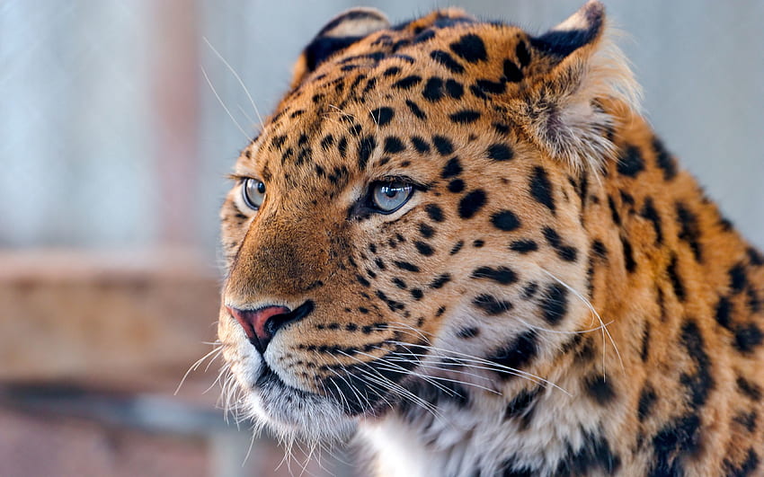 Tiere, Leopard, Schnauze, fleckig, gefleckt, Raubtier HD-Hintergrundbild