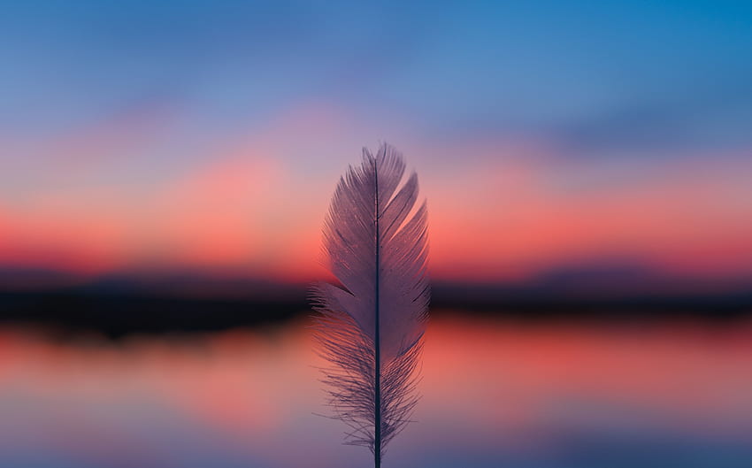Feather, focus, blur, sunset HD wallpaper