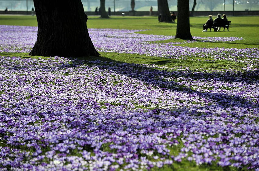 Carpet of crocuses, purple, nature, flowers, crocuses HD wallpaper
