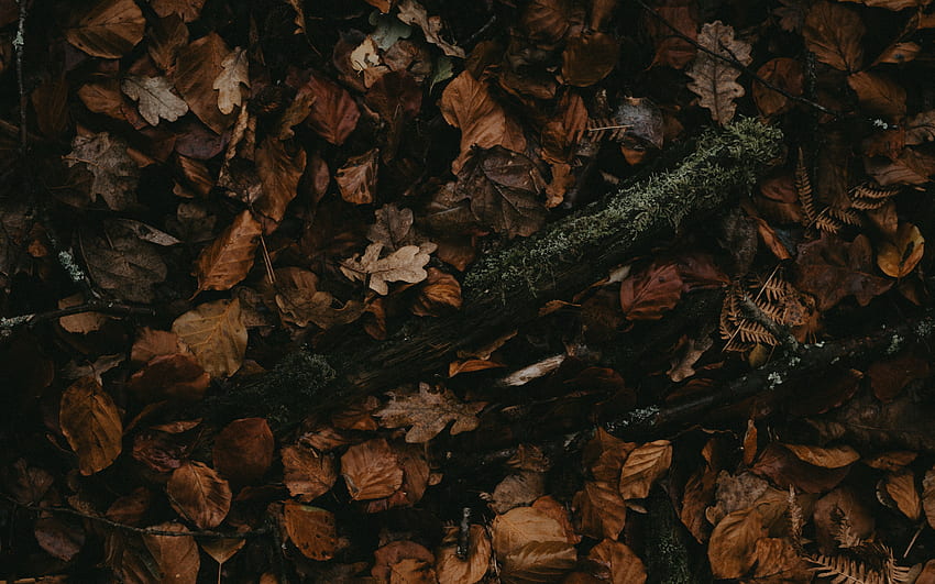 秋、乾いた落ち葉、雨、秋の概念、濡れた黄色の葉、紅葉 高画質の壁紙