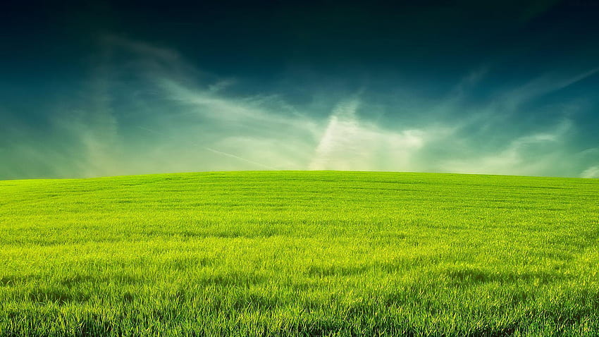 Lawn, Field of Grass HD wallpaper