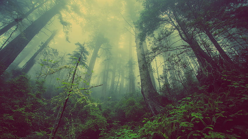 naturaleza, árboles, bosque, niebla, místico, místico fondo de pantalla