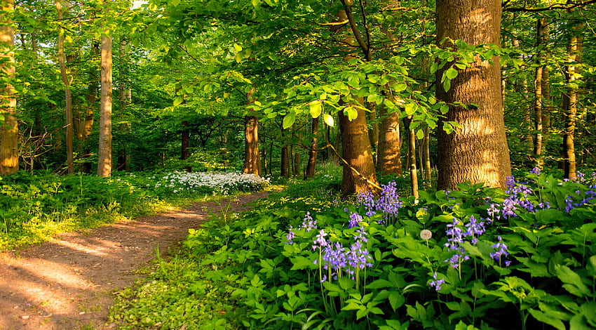 Forest wildflowers, branches, trees, forest, spring, walk, vegetation, path, wildflowers, summer, greenery HD wallpaper