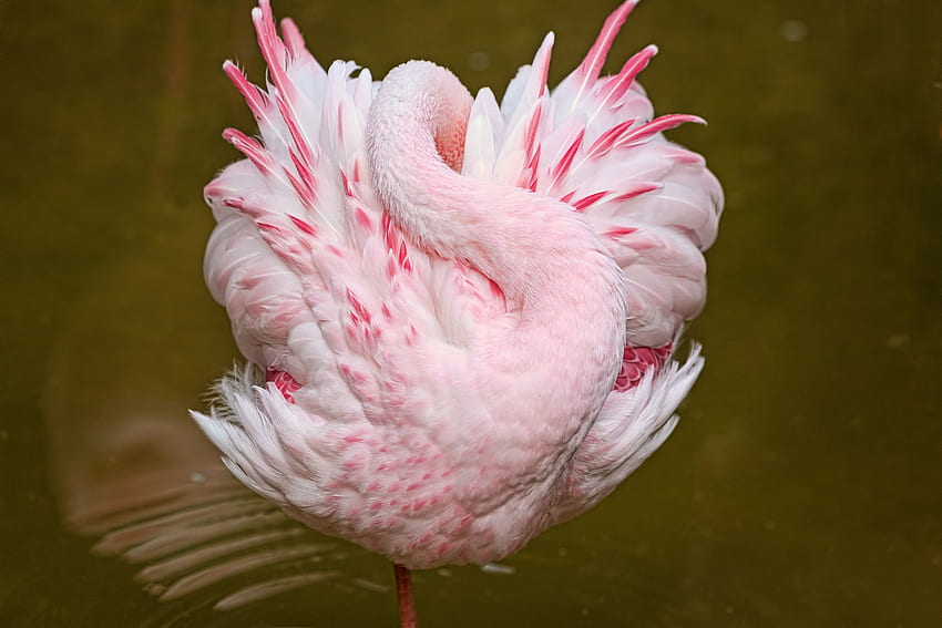 flamingos, pink, sleep, bird HD wallpaper