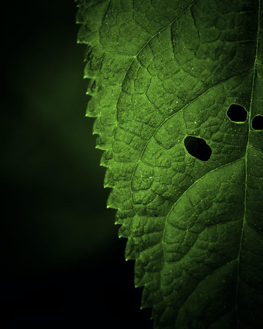매크로, 시트, 잎, 초점, 정맥 HD 전화 배경 화면