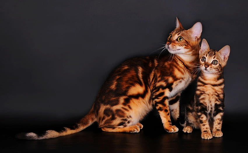 Page 2, bengal cat for HD wallpapers