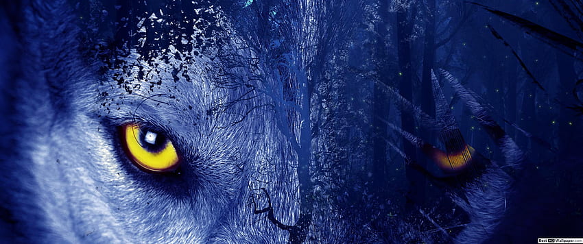 Wolf Eyes, Blue Wolf Eye HD wallpaper
