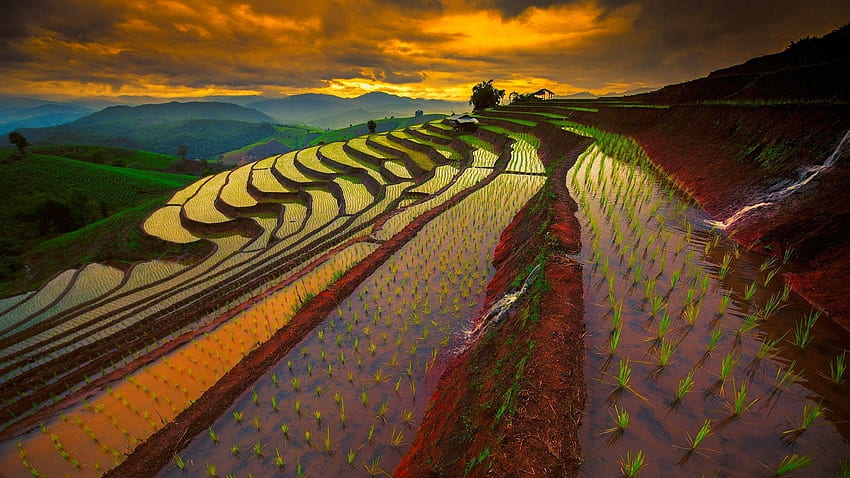 thailand, rice field, landscape. Natur HD wallpaper