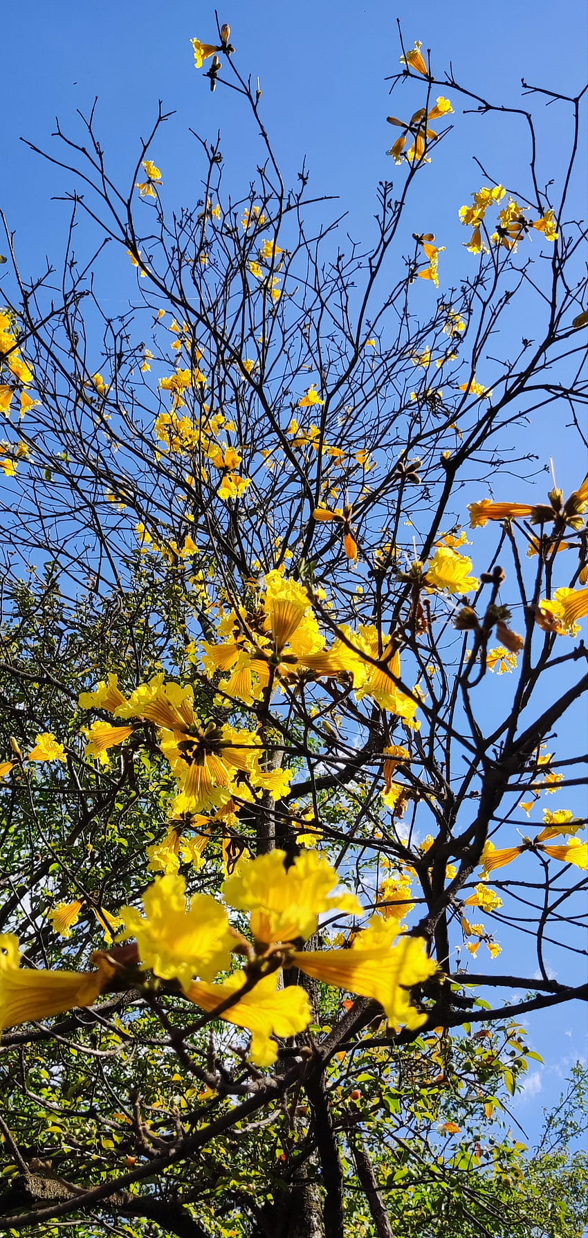 Natureza, amarelo, flor, arvore HD тапет за телефон