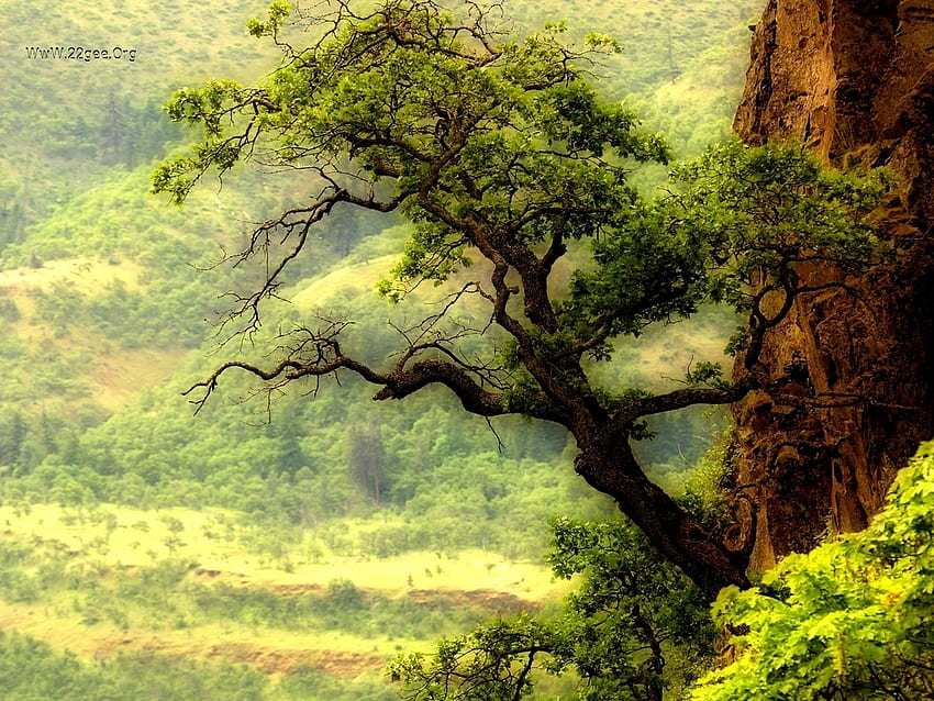 Pohon ek, ek, hutan, hijau, hutan, pohon Wallpaper HD