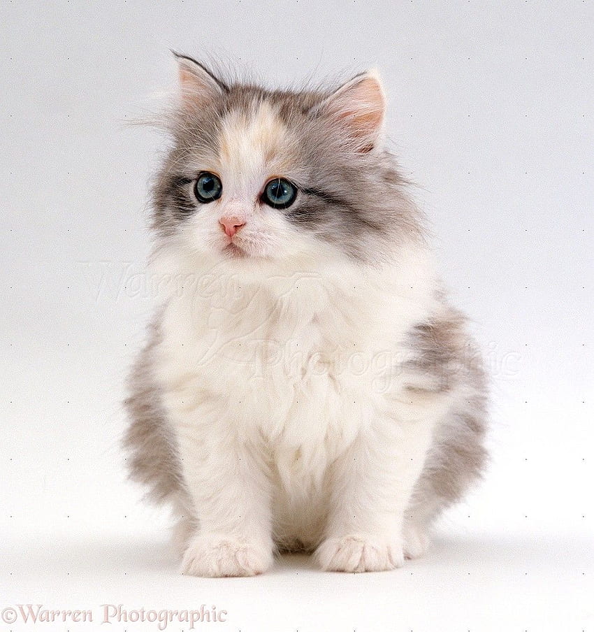 Cute Calico Fluffy Kitten - at, White Kittens HD phone wallpaper