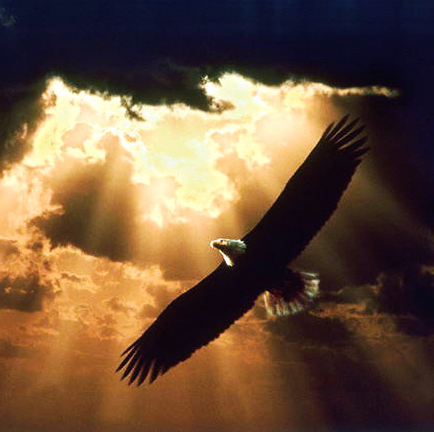 Wind beneath my wings, eagle, soaring, clouds, sky, gold HD wallpaper