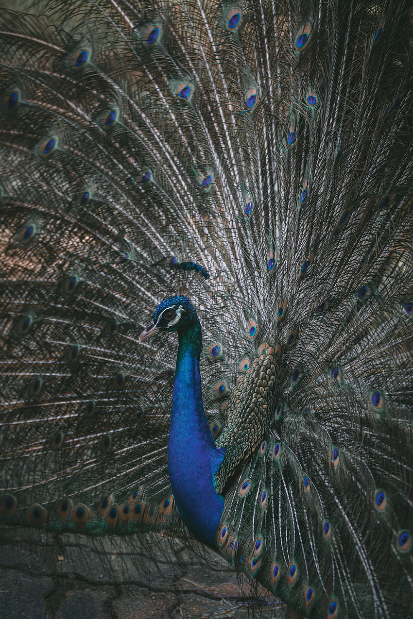 Animals, Feather, Bird, Peacock, Tail HD phone wallpaper