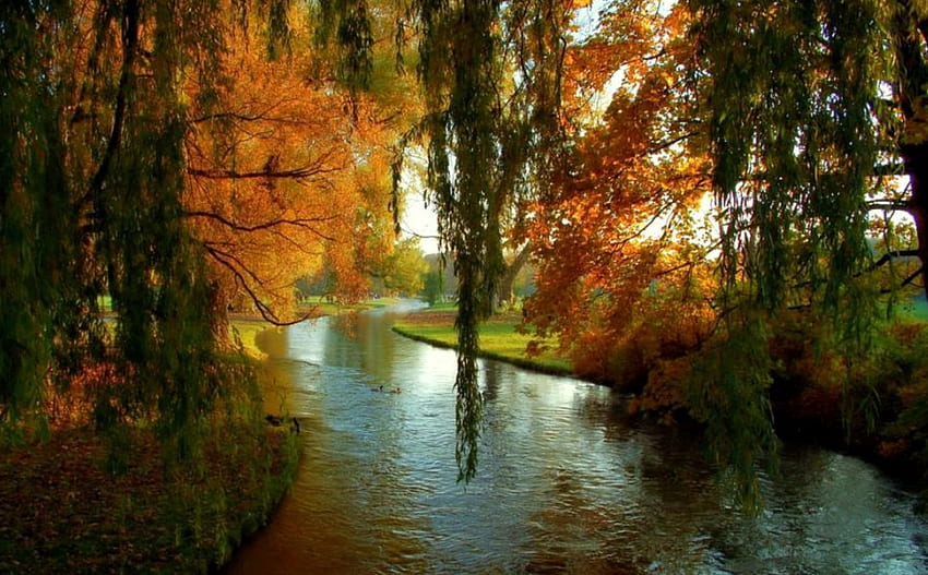 Spokojna rzeka, rzeka, kanał, wierzba płacząca, drzewa, jesień, woda Tapeta HD