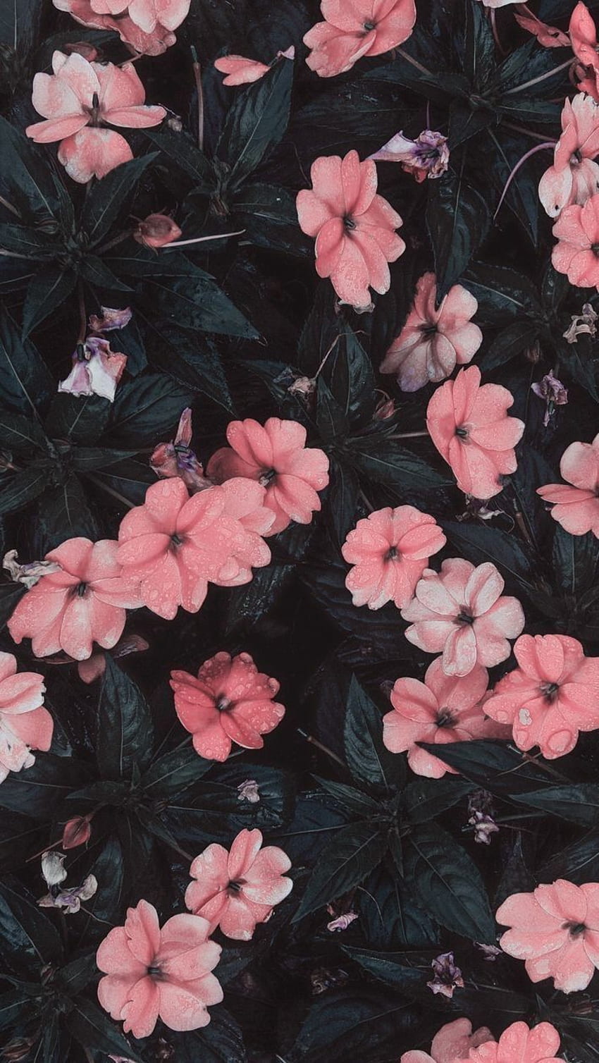 Fade - Pink Flowers HD phone wallpaper