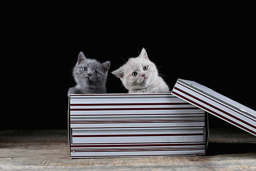 Kittens, gift, box, kitten, black, pisici, couple, cat HD wallpaper