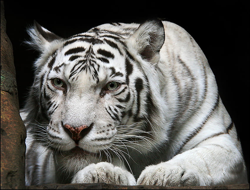 tigre blanco, gato, tigre fondo de pantalla