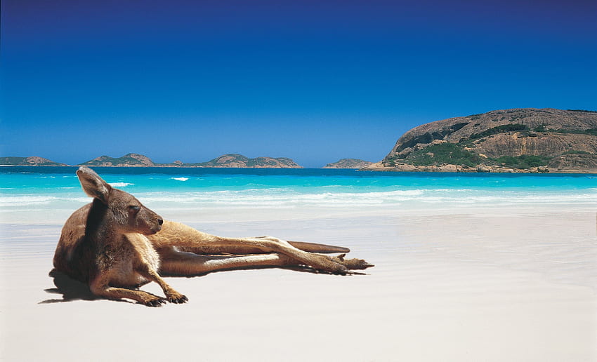 Marsupial, Full , kangaroo HD wallpaper