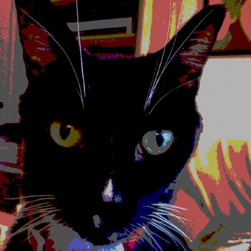 Cartoon Kitty, tuxedo, cute, cat, cartoon HD wallpaper