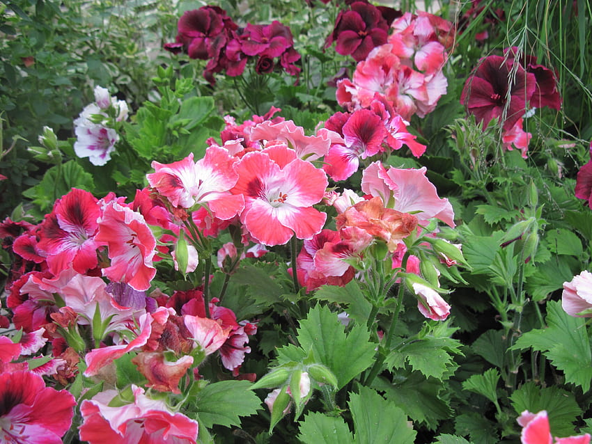 Dzień kwiatów w szklarni 11, różowy, graficzny, zielony, Kwiaty, ogród, liść Tapeta HD