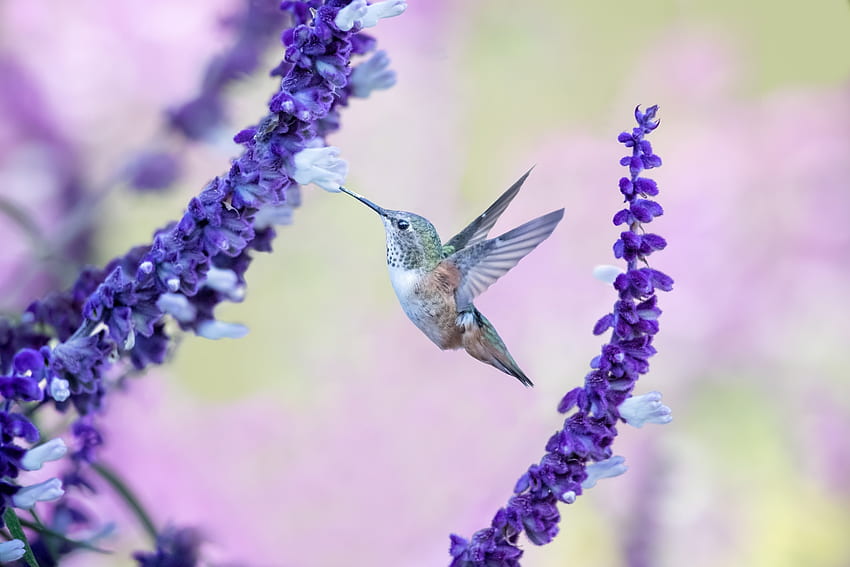 Vuelo, flores, lindo, colibrí. fondo de pantalla