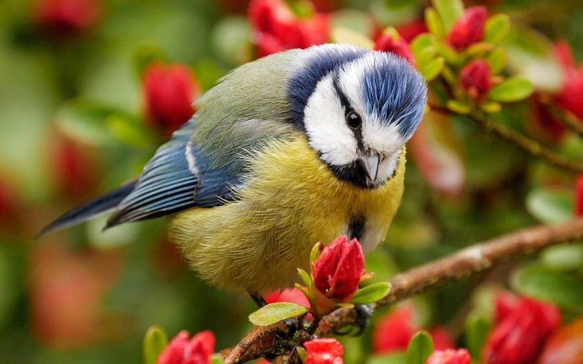Tit, blue, chickadee, bird, cute, pasare, branch, flower, yellow, red HD wallpaper