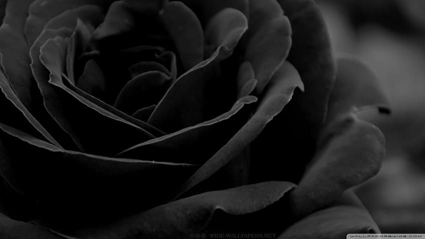 Gothic Roses 28 - Get HD wallpaper