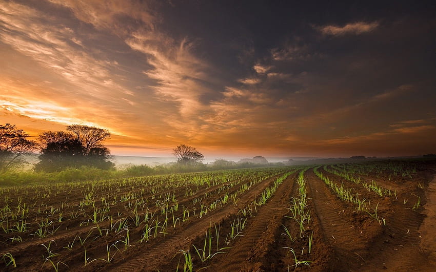 AgriCulture Field & Red Sky . AgriCulture Field & Red Sky, Digital Agriculture HD wallpaper