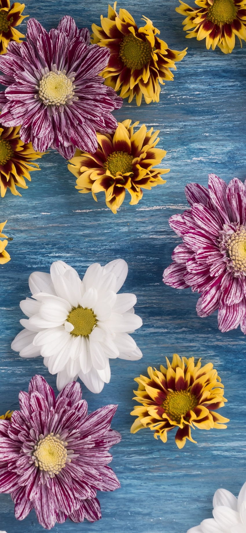 Many Flowers, Chrysanthemum, Pink, White, Yellow IPhone 11 Pro XS Max , Background HD phone wallpaper