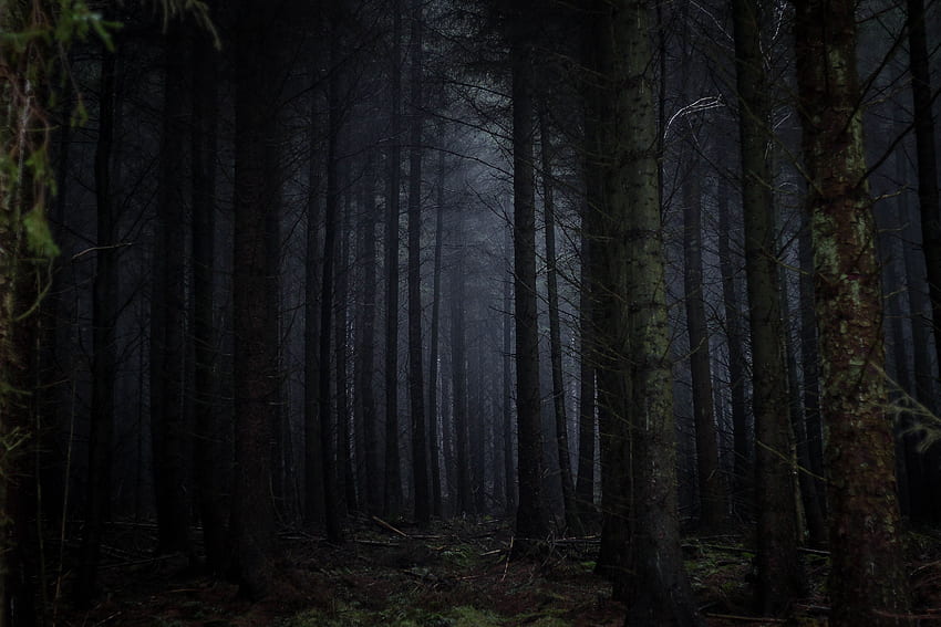 Árvores, Escuro, Floresta, Nevoeiro, Sombrio papel de parede HD